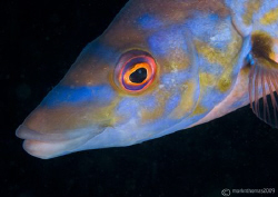 Male cuckoo wrasse.
Plymouth.
D200 60mm. by Mark Thomas 